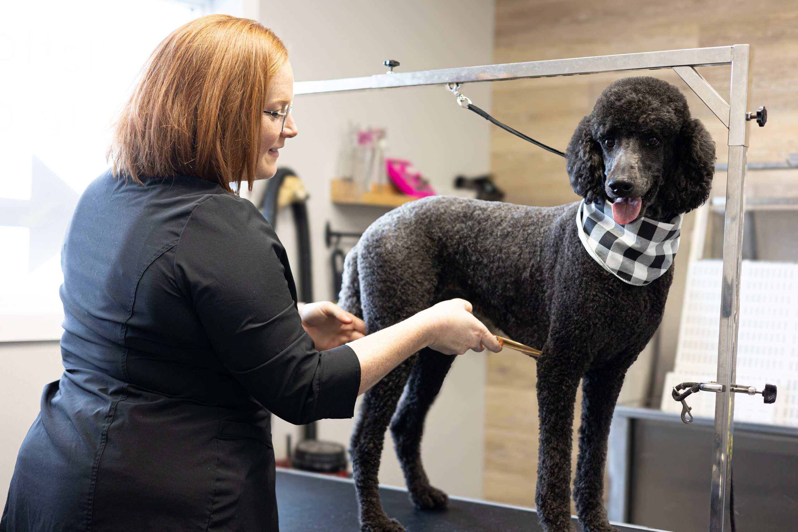 Services pour animaux
